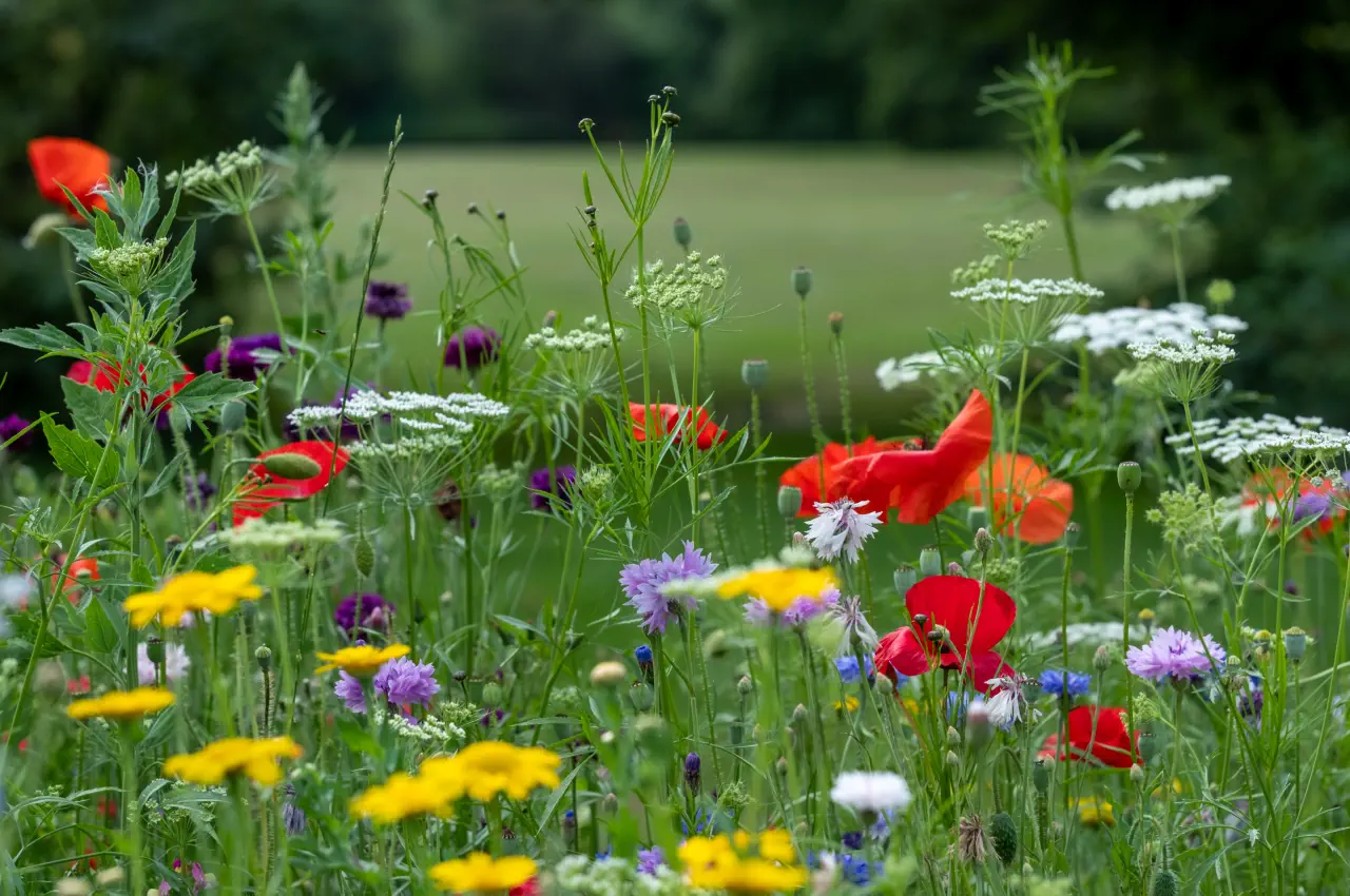 Attracting Small Birds The Best Wildflowers for Your Garden BeakyBites